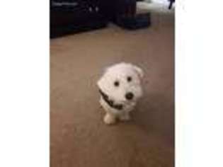 Bichon Frise Puppy for sale in Randallstown, MD, USA