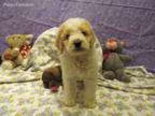 Mutt Puppy for sale in Grandview, WA, USA