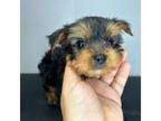 Yorkshire Terrier Puppy for sale in Barnstable, MA, USA