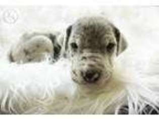 Great Dane Puppy for sale in Dickson, TN, USA