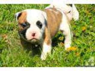 American Bulldog Puppy for sale in WARRENSBURG, MO, USA