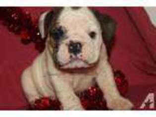 Bulldog Puppy for sale in JELLICO, TN, USA