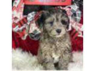 Schnoodle (Standard) Puppy for sale in Baldwin, NY, USA