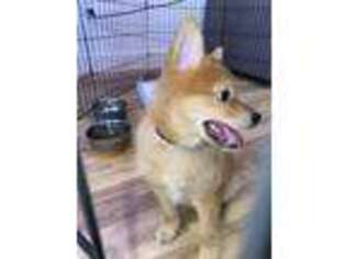 Shiba Inu Puppy for sale in San Diego, CA, USA