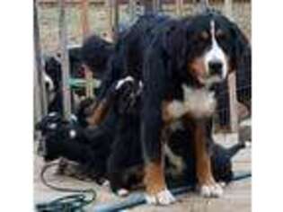 Bernese Mountain Dog Puppy for sale in Ozark, MO, USA
