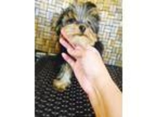Yorkshire Terrier Puppy for sale in Lake Jackson, TX, USA