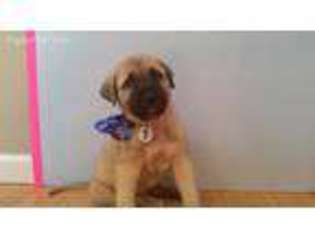 Anatolian Shepherd Puppy for sale in Arvada, CO, USA