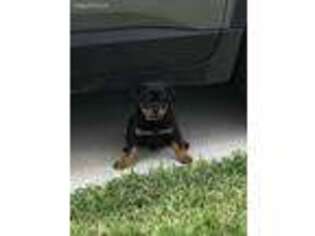 Rottweiler Puppy for sale in Parrish, FL, USA