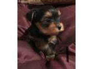 Yorkshire Terrier Puppy for sale in Florence, SC, USA