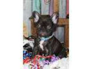 French Bulldog Puppy for sale in Hope, AR, USA