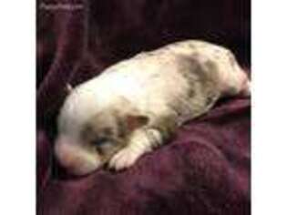 Miniature Australian Shepherd Puppy for sale in Chambersburg, PA, USA