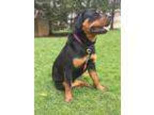 Rottweiler Puppy for sale in Erie, PA, USA