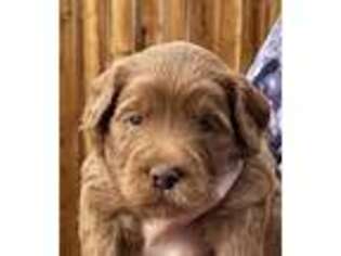 Goldendoodle Puppy for sale in Saint George, UT, USA