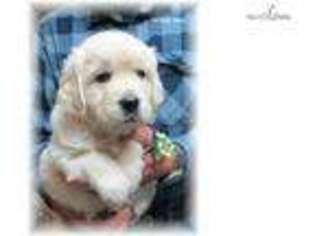 Golden Retriever Puppy for sale in Green Bay, WI, USA