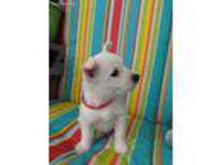 West Highland White Terrier Puppy for sale in Marysville, WA, USA
