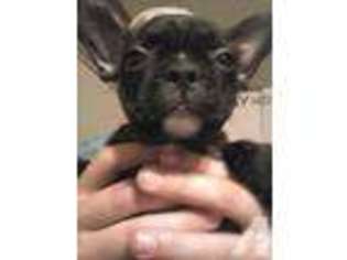 Boston Terrier Puppy for sale in ELKHORN, NE, USA