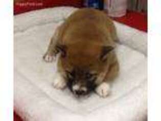 Shiba Inu Puppy for sale in Gatewood, MO, USA