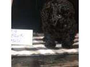 Mutt Puppy for sale in Bonner Springs, KS, USA