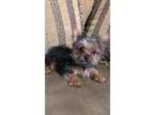 Yorkshire Terrier Puppy for sale in Sevierville, TN, USA