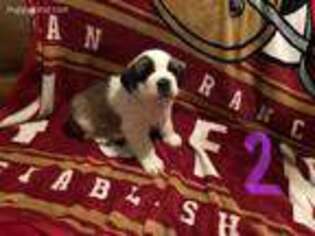 Saint Bernard Puppy for sale in Dietrich, ID, USA