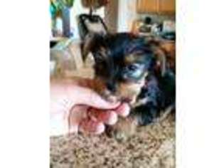 Yorkshire Terrier Puppy for sale in FERNLEY, NV, USA