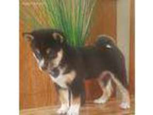 Shiba Inu Puppy for sale in Leesburg, OH, USA