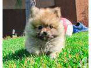 Pomeranian Puppy for sale in San Diego, CA, USA