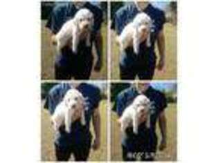 Labradoodle Puppy for sale in Poplarville, MS, USA