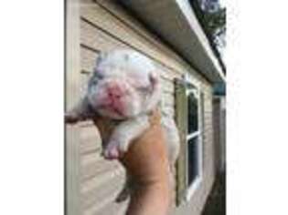 Bulldog Puppy for sale in Burnsville, NC, USA