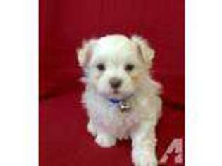 Maltese Puppy for sale in PITTSBURGH, PA, USA
