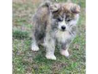 Akita Puppy for sale in Siloam Springs, AR, USA