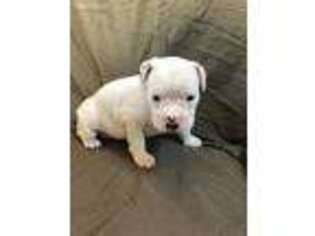 Valley Bulldog Puppy for sale in Buffalo, NY, USA