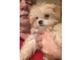 Havanese Puppy for sale in Stillwater, MN, USA