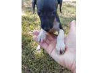 Italian Greyhound Puppy for sale in Camden, SC, USA