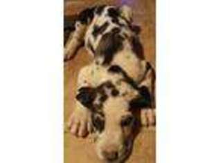 Great Dane Puppy for sale in Apache Junction, AZ, USA