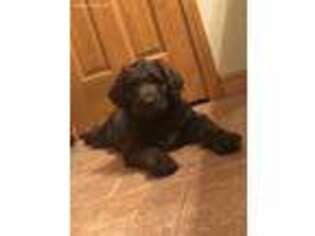 Labradoodle Puppy for sale in Sulphur, OK, USA
