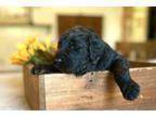 Goldendoodle Puppy for sale in Elk Creek, VA, USA