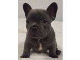 French Bulldog Puppy for sale in Armour, SD, USA