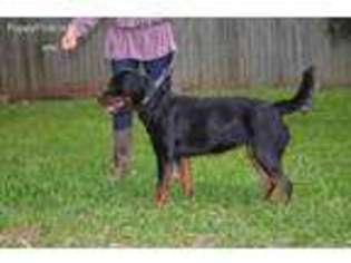Rottweiler Puppy for sale in New Braunfels, TX, USA