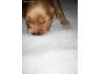 Golden Retriever Puppy for sale in Lamberton, MN, USA