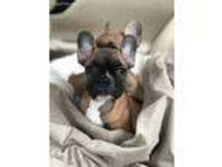 French Bulldog Puppy for sale in Miamisburg, OH, USA