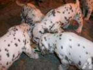 Dalmatian Puppy for sale in CAMPBELLSVILLE, KY, USA