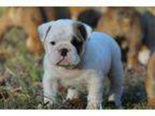 Bulldog Puppy for sale in Morriston, FL, USA