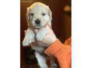 Golden Retriever Puppy for sale in Buskirk, NY, USA