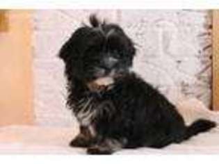 Havanese Puppy for sale in Westminster, SC, USA