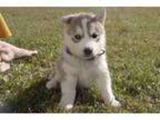 Siberian Husky Puppy for sale in Middleburg, PA, USA