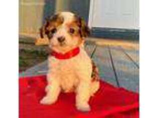 Yorkshire Terrier Puppy for sale in Christiana, PA, USA