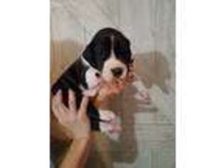 Great Dane Puppy for sale in Draper, VA, USA