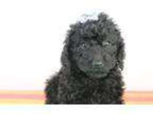 Labradoodle Puppy for sale in Greensboro, NC, USA