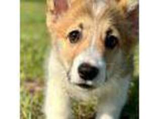 Pembroke Welsh Corgi Puppy for sale in Cottondale, FL, USA